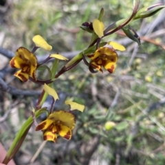 Diuris semilunulata at Molonglo Valley, ACT - suppressed