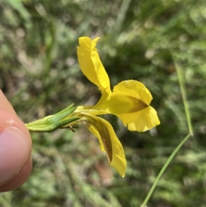 Goodenia pinnatifida at Dickson, ACT - 4 Nov 2022 03:37 PM