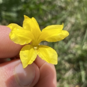 Goodenia pinnatifida at Dickson, ACT - 4 Nov 2022 03:37 PM