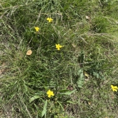 Goodenia pinnatifida at Dickson, ACT - 4 Nov 2022