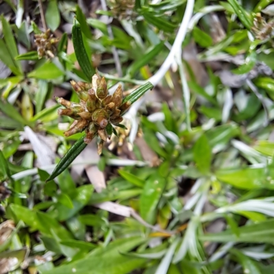 Euchiton japonicus (Creeping Cudweed) at Watson, ACT - 6 Nov 2022 by abread111