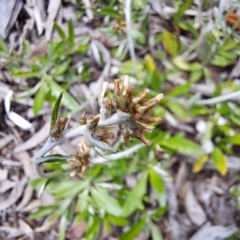 Euchiton japonicus at Watson, ACT - 6 Nov 2022