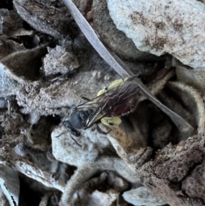 Lasioglossum (Parasphecodes) sp. (genus & subgenus) at Murrumbateman, NSW - 5 Nov 2022 01:35 PM