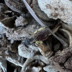 Lasioglossum (Parasphecodes) sp. (genus & subgenus) (Halictid bee) at Murrumbateman, NSW - 5 Nov 2022 by SimoneC