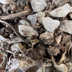 Lasioglossum (Parasphecodes) sp. (genus & subgenus) at Murrumbateman, NSW - 5 Nov 2022