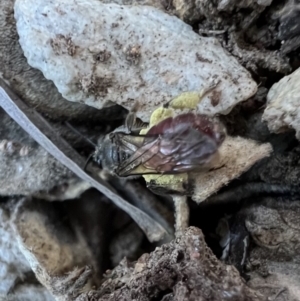 Lasioglossum (Parasphecodes) sp. (genus & subgenus) at Murrumbateman, NSW - 5 Nov 2022 01:35 PM