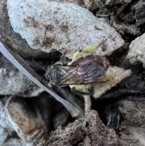 Lasioglossum (Parasphecodes) sp. (genus & subgenus) at Murrumbateman, NSW - 5 Nov 2022