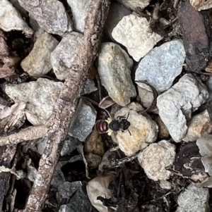 Lasioglossum (Parasphecodes) sp. (genus & subgenus) at Murrumbateman, NSW - 5 Nov 2022 01:35 PM