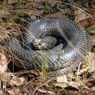 Pseudechis porphyriacus (Red-bellied Black Snake) at Mount Fairy, NSW - 2 Nov 2022 by RobG1