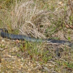 Pseudechis porphyriacus at Mount Fairy, NSW - suppressed