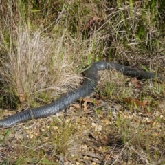 Pseudechis porphyriacus at Mount Fairy, NSW - suppressed