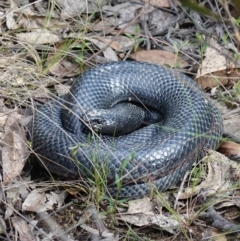 Pseudechis porphyriacus at Mount Fairy, NSW - suppressed