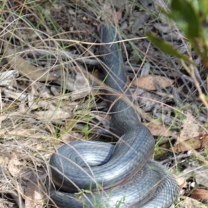 Pseudechis porphyriacus at Mount Fairy, NSW - suppressed