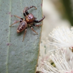 Opisthoncus grassator (Jumping spider) at Murrumbateman, NSW - 5 Nov 2022 by SimoneC