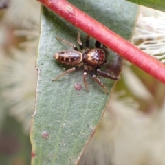 Opisthoncus grassator at Murrumbateman, NSW - 5 Nov 2022