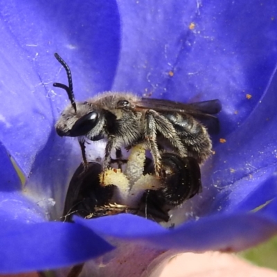Lasioglossum (Chilalictus) lanarium (Halictid bee) at Kambah, ACT - 5 Nov 2022 by HelenCross