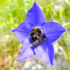 Lasioglossum (Chilalictus) lanarium at Kambah, ACT - 5 Nov 2022 10:30 AM