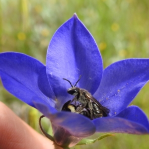 Lasioglossum (Chilalictus) lanarium at Kambah, ACT - 5 Nov 2022 10:30 AM