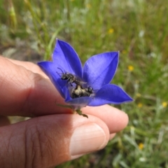 Lasioglossum (Chilalictus) lanarium at Kambah, ACT - 5 Nov 2022 10:30 AM