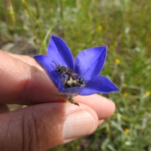 Lasioglossum (Chilalictus) lanarium at Kambah, ACT - 5 Nov 2022 10:30 AM