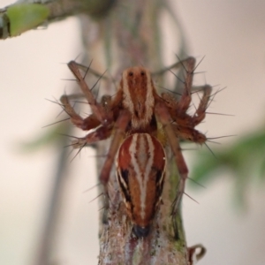 Oxyopes sp. (genus) at Murrumbateman, NSW - 5 Nov 2022