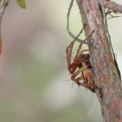 Oxyopes sp. (genus) at Murrumbateman, NSW - 5 Nov 2022