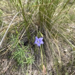 Wahlenbergia sp. (Bluebell) at Block 402 - 6 Nov 2022 by teeniiee