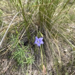 Wahlenbergia sp. (Bluebell) at Molonglo Valley, ACT - 6 Nov 2022 by teeniiee