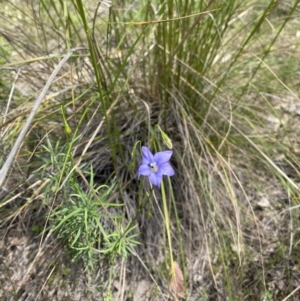 Wahlenbergia sp. at Molonglo Valley, ACT - 6 Nov 2022