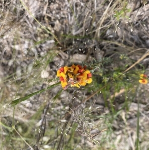 Dillwynia sericea at Molonglo Valley, ACT - 6 Nov 2022