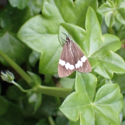 Nyctemera amicus (Senecio Moth, Magpie Moth, Cineraria Moth) at Cook, ACT - 6 Nov 2022 by drakes