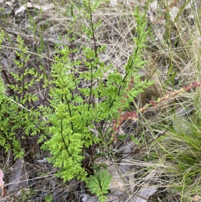 Cheilanthes sieberi subsp. sieberi (Narrow Rock Fern) at Block 402 - 6 Nov 2022 by teeniiee