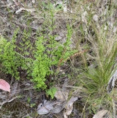 Cheilanthes sieberi subsp. sieberi at Molonglo Valley, ACT - 6 Nov 2022 11:38 AM