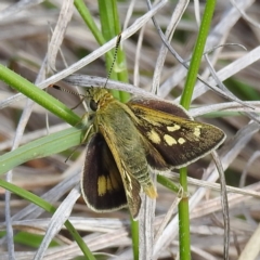 Trapezites luteus (Yellow Ochre, Rare White-spot Skipper) at McQuoids Hill - 4 Nov 2022 by HelenCross