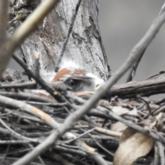 Aquila audax (Wedge-tailed Eagle) at McQuoids Hill - 5 Nov 2022 by HelenCross