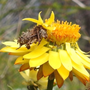 Heliocosma (genus - immature) at McQuoids Hill - 5 Nov 2022