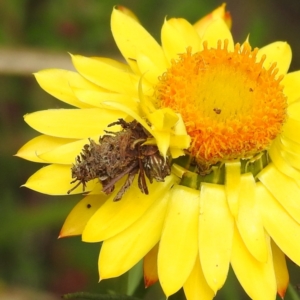 Heliocosma (genus - immature) at McQuoids Hill - 5 Nov 2022