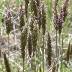 Anthoxanthum odoratum (Sweet Vernal Grass) at Collector, NSW - 6 Nov 2022 by JaneR