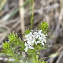 Asperula conferta (Common Woodruff) at Collector, NSW - 6 Nov 2022 by JaneR