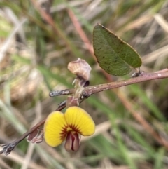 Bossiaea prostrata (Creeping Bossiaea) at Collector, NSW - 6 Nov 2022 by JaneR