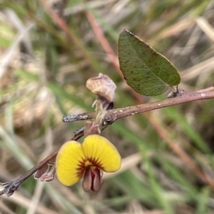 Bossiaea prostrata at Collector, NSW - 6 Nov 2022 02:45 PM