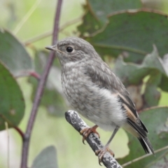 Petroica phoenicea (Flame Robin) at Namadgi National Park - 6 Nov 2022 by HelenCross