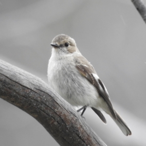 Petroica phoenicea at Rendezvous Creek, ACT - 6 Nov 2022