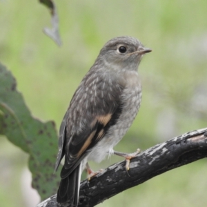 Petroica phoenicea at Rendezvous Creek, ACT - 6 Nov 2022