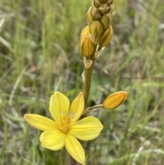 Bulbine bulbosa (Golden Lily) at Collector, NSW - 6 Nov 2022 by JaneR