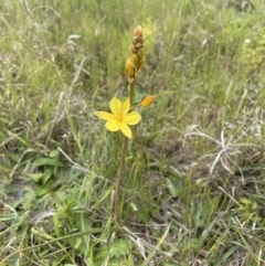 Bulbine bulbosa at Collector, NSW - 6 Nov 2022 01:13 PM