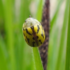 Paropsisterna obliterata (Obliterate Melaleuca Leaf Beetle) at Rendezvous Creek, ACT - 6 Nov 2022 by HelenCross