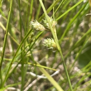 Carex inversa at Collector, NSW - 6 Nov 2022