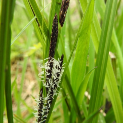 Carex gaudichaudiana (Fen Sedge) at Rendezvous Creek, ACT - 6 Nov 2022 by HelenCross