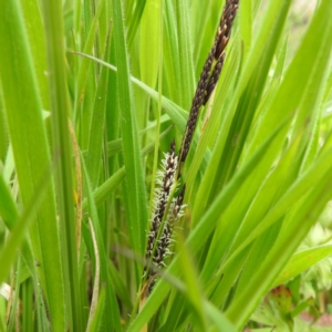 Carex gaudichaudiana at Rendezvous Creek, ACT - 6 Nov 2022 02:01 PM